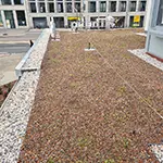 Dachbegrünung